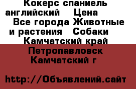 Кокерс спаниель английский  › Цена ­ 4 500 - Все города Животные и растения » Собаки   . Камчатский край,Петропавловск-Камчатский г.